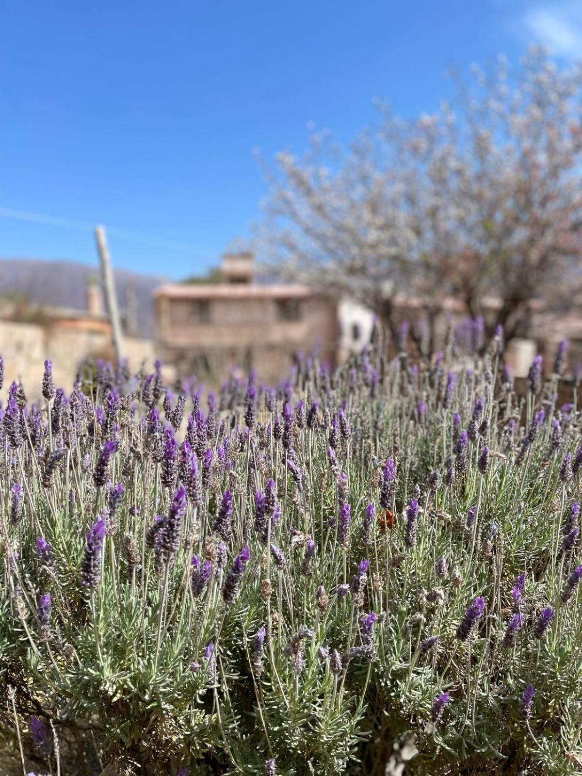 El Ensueno Villa Tilcara Exteriör bild